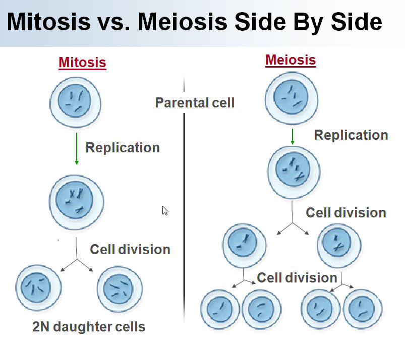 compare and contrast mitosis and meiosis