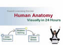 Human Anatomy Visually in 24 Hours